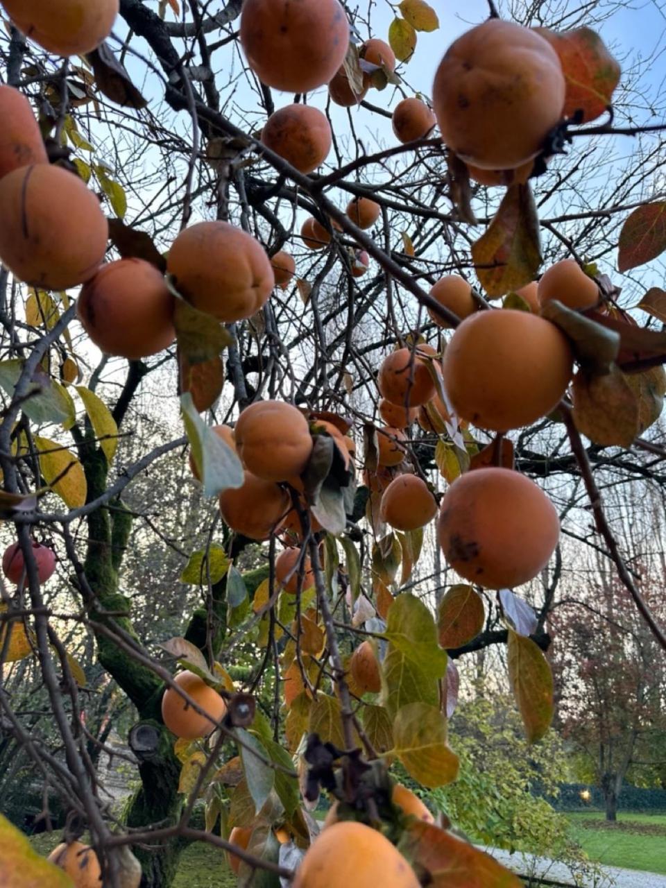 Gradenigo
